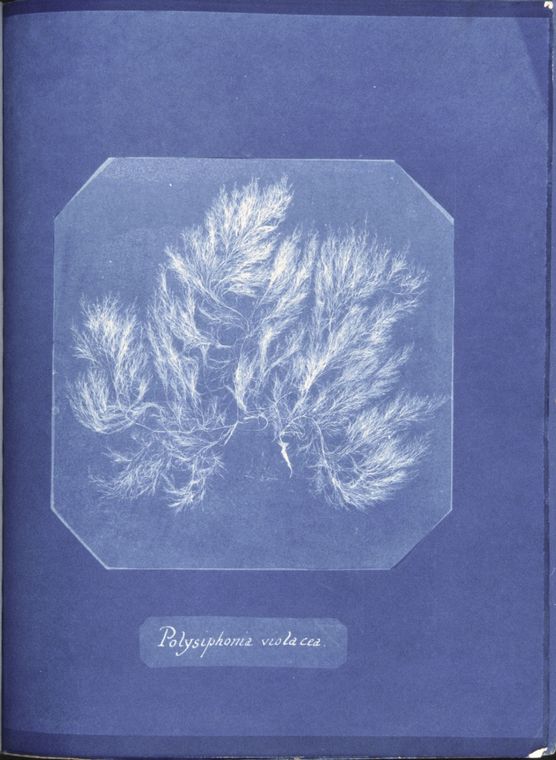 Okładka pierwszej fotoksiążki w historii. Autorka: Anna Atkins, tytuł: „Photographs of British Algae: Cyanotype Impressions” (1843).
