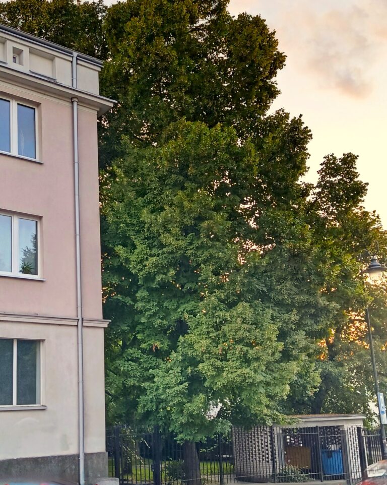 Śmietnik przy skrzyżowaniu ulic Tucholskiej i Dziennikarskiej na Żoliborzu w Warszawie. W jego miejscu do 1944 roku stał Domeczek, jeden z bohaterów „Ziela na kraterze” – była to willa Melchiora Wańkowicza, jego żony Zofii i córek – Krysi i Marty. Fot. Martyna Kloska.
