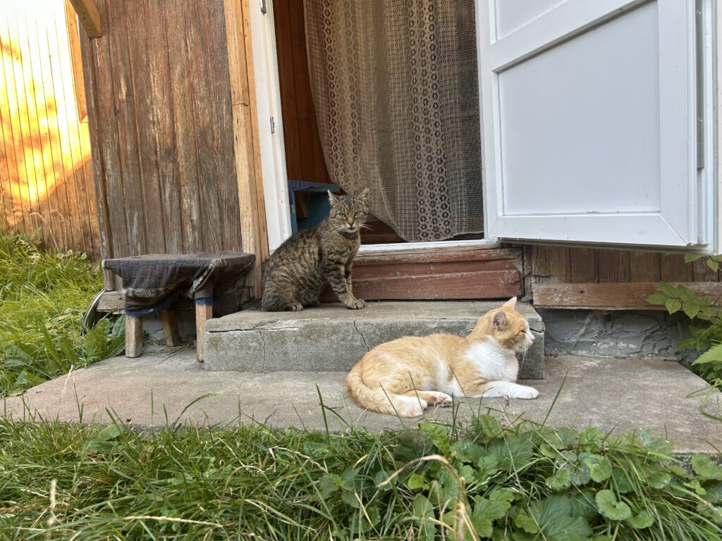Koty Wasyla Herasymiuka. Fot. W. Karpiuk.